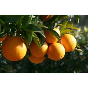 Orange douce, biologique 11ml