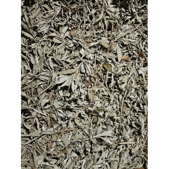 Sauge blanche en feuilles